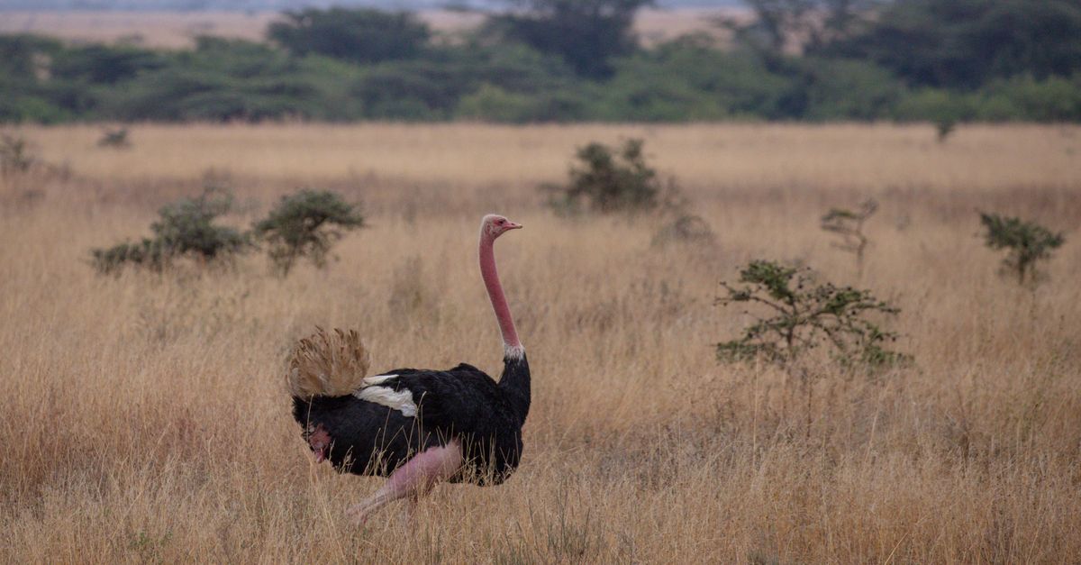 Kenya Safari: The Masai Mara