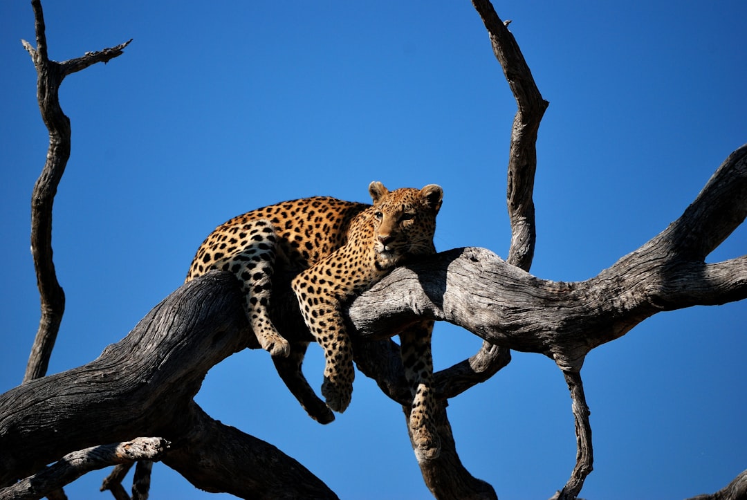 Botswana: Okavango Delta Safari