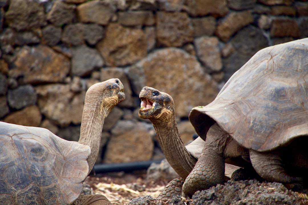 Galapagos Wildlife Expedition
