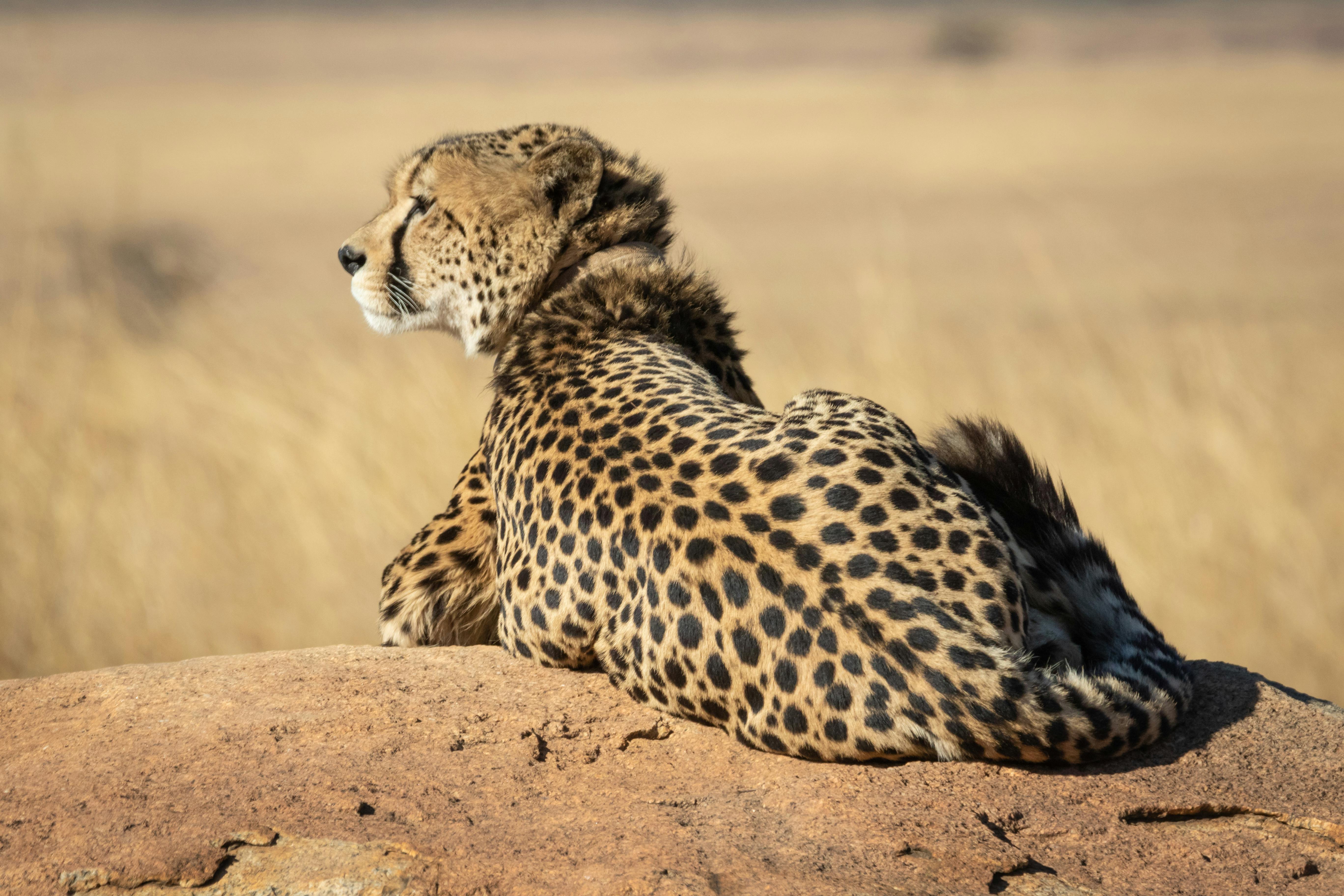 Serengeti Safari: The Great Migration