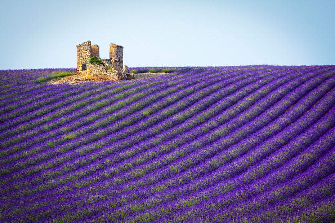 Provence: Lavender Fields and Vineyards