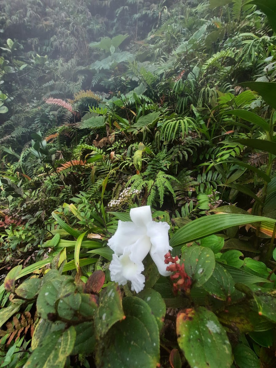 Costa Rica Family Adventure: Volcanoes and Sloths
