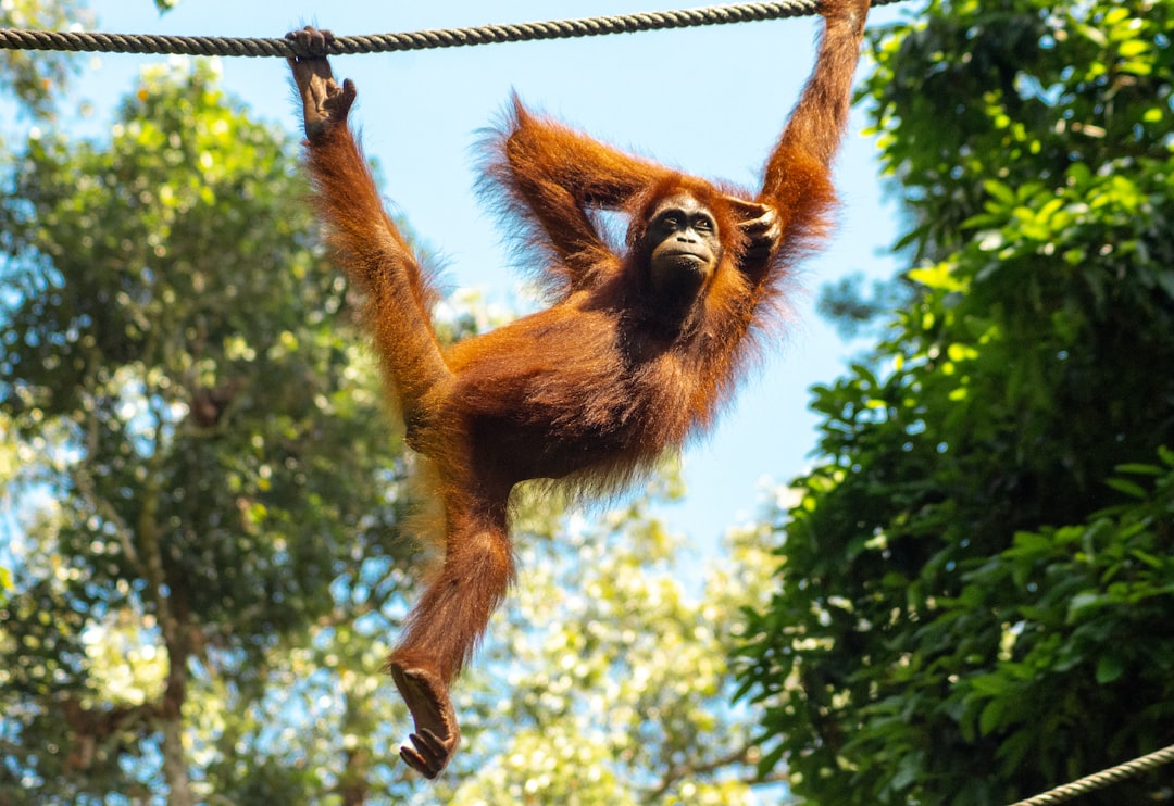 Borneo: Orangutans of Sepilok